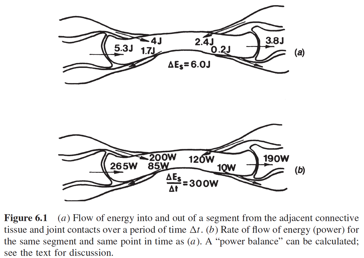 2/n Biomechanists typically model kinetic energy moving btwn segments by 2 means: joint forces and joint torques. For ex, the humerus has a joint force & joint torque at its proximal (shoulder) and distal (elbow) ends. So energy can move to/from the humerus in 4 ways...