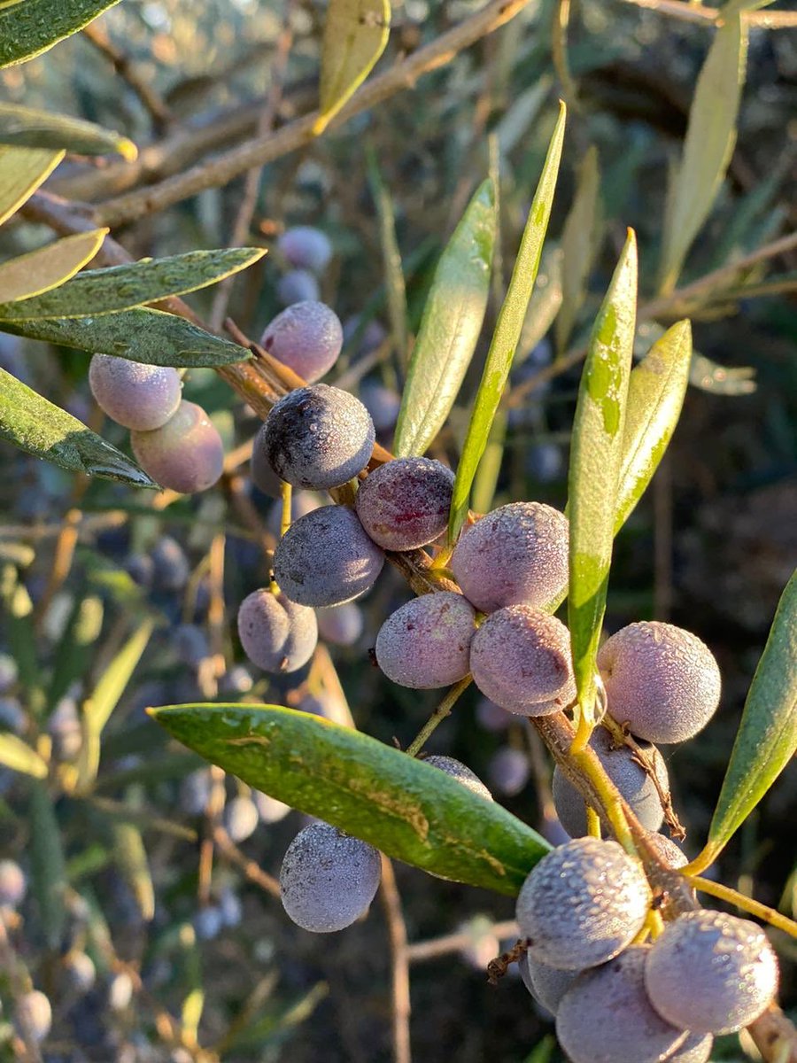 DonHomeroRenaca's tweet photo. Nuestros amigos de Aceite Doña Inés son una pyme familiar que producen una aceite de oliva muy rica!

Con despacho en Concón, Reñaca, Viña Del Mar, Quillota y Santiago.

Les dejo el dato para que apoyen el comercio local y a las pymes de Chile.

#FelizJueves #BuenJueves #COVID19 https://t.co/bXdUs89Klk