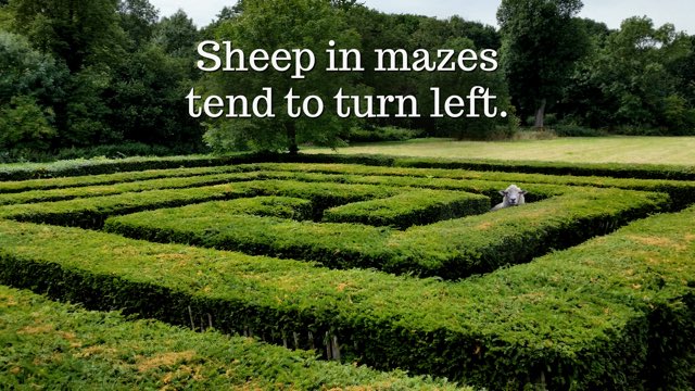 #sheep #sheeplife #livestock #farm #nature #mazes