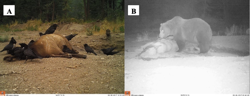 We learned a lot about what was bringing them close to people. A major attractant was uncontrolled roadkill dumping pits that were major bear feeding grounds. Here is an example A) roadkilled elk dropped at deposition site (500 m from a highway rest stop), B) Grizz eating it