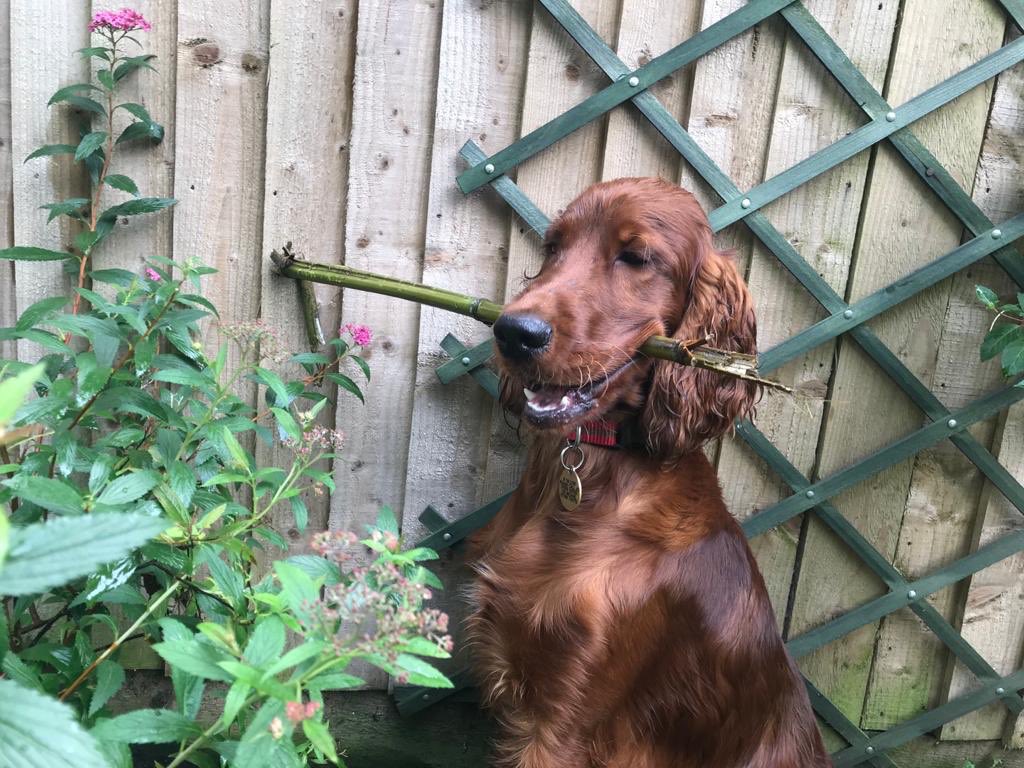 JoCantello's tweet image. You know what, that @JHSurvival talks a lot of sense, thought Hugo. #HowToSurvive