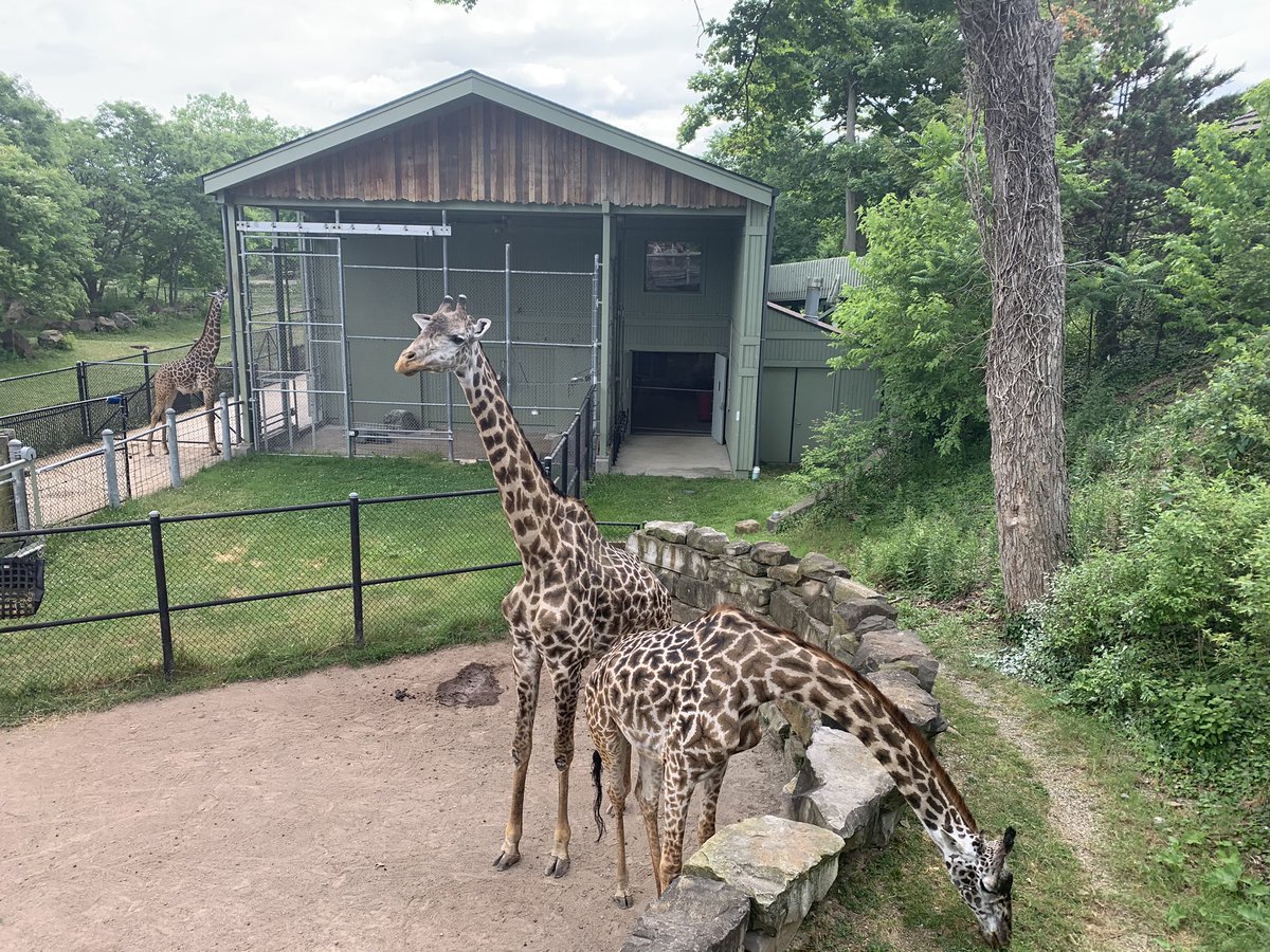 LauraDeMarcoCle's tweet photo. Day 29/100 things to do in Cleveland: Return to @clemetzoo, which reopened this week with safety precautions — and a new rhino habitat. Reservations required. https://t.co/7N6u34jCZE