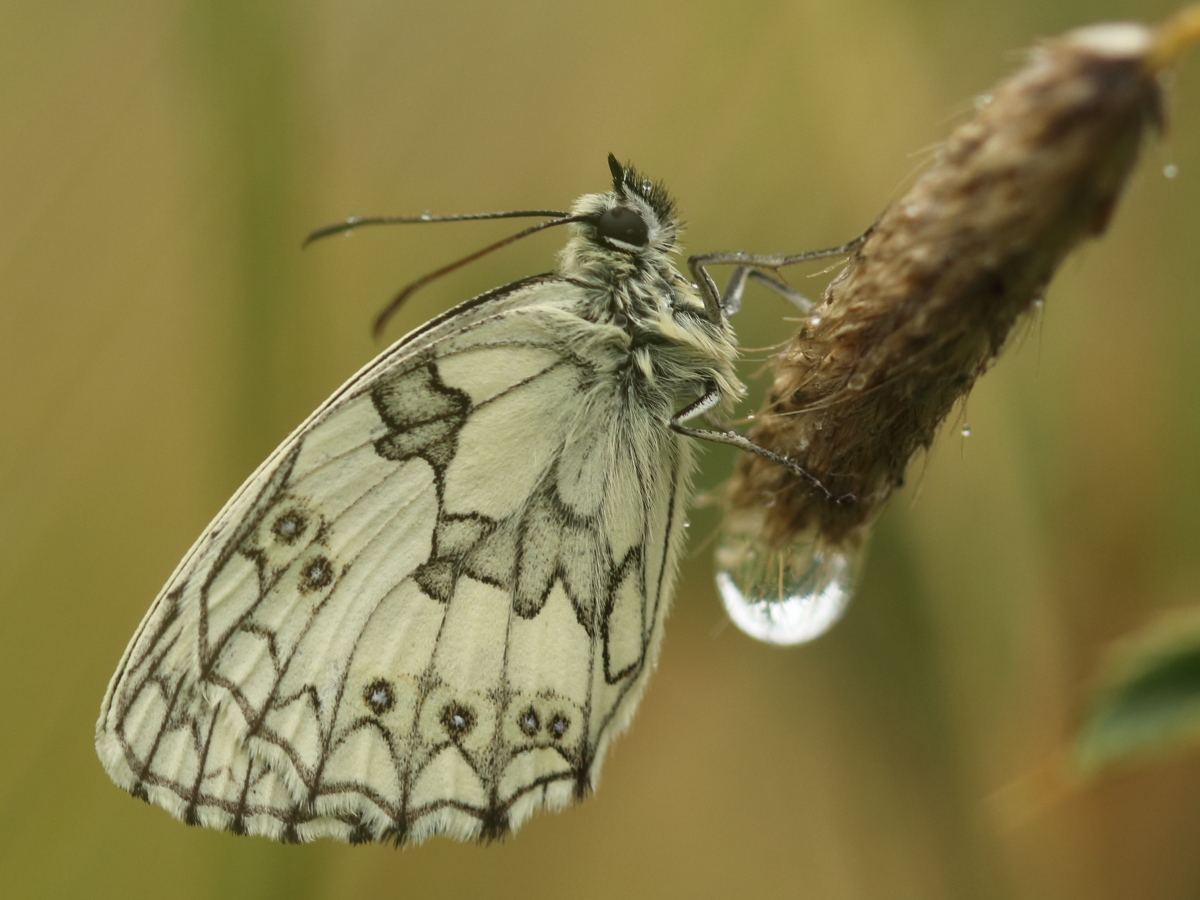 naturebygreen's tweet photo. When its raining in summer, where do butterflies and damselflies go?
Put on your coat, go outside and gave a look.
https://t.co/mCSnDYgDUo
@BBCSpringwatch https://t.co/dXmoJZ4Kd5