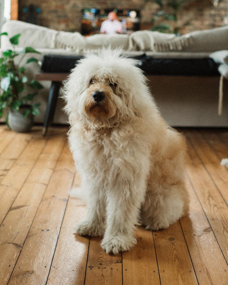 Mumbo Jumbo tweet media