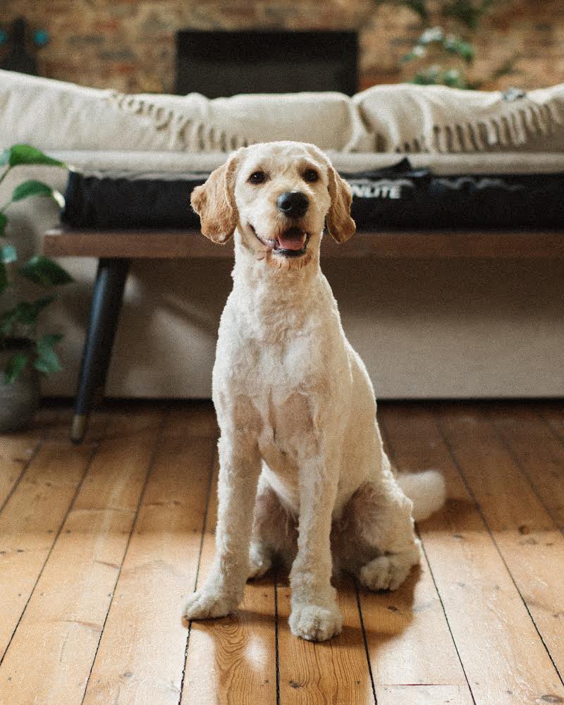 Just got Kubo back from his first trim and I’m not sure we have returned with the same dog 😂