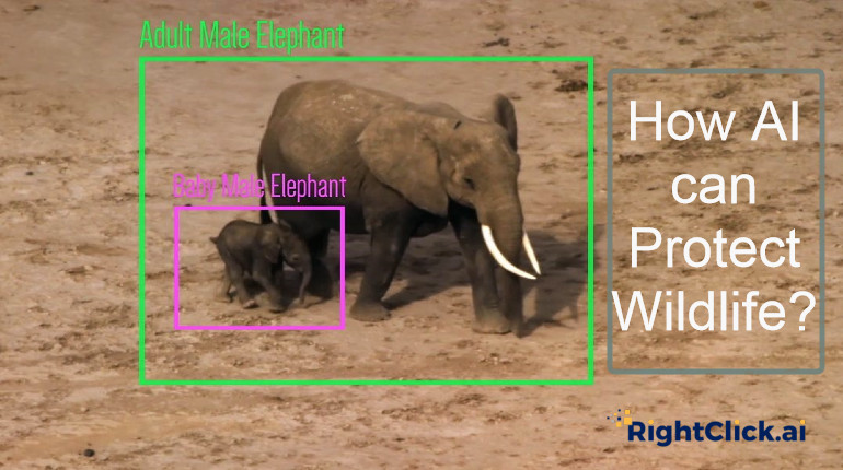 RightclickAi's tweet photo. Eyes in the Forest: Saving Wildlife Worldwide using AI

AI-based projects deployed worldwide to understand &amp; conserve wildlife. Read the blog to know more - https://t.co/04sTEkovGz

#ArtificalIntelligence #AI #MachineLearning #AIforWildlife #DeepLearning #DeepMind #RightClickAI https://t.co/iwdgQZUFib