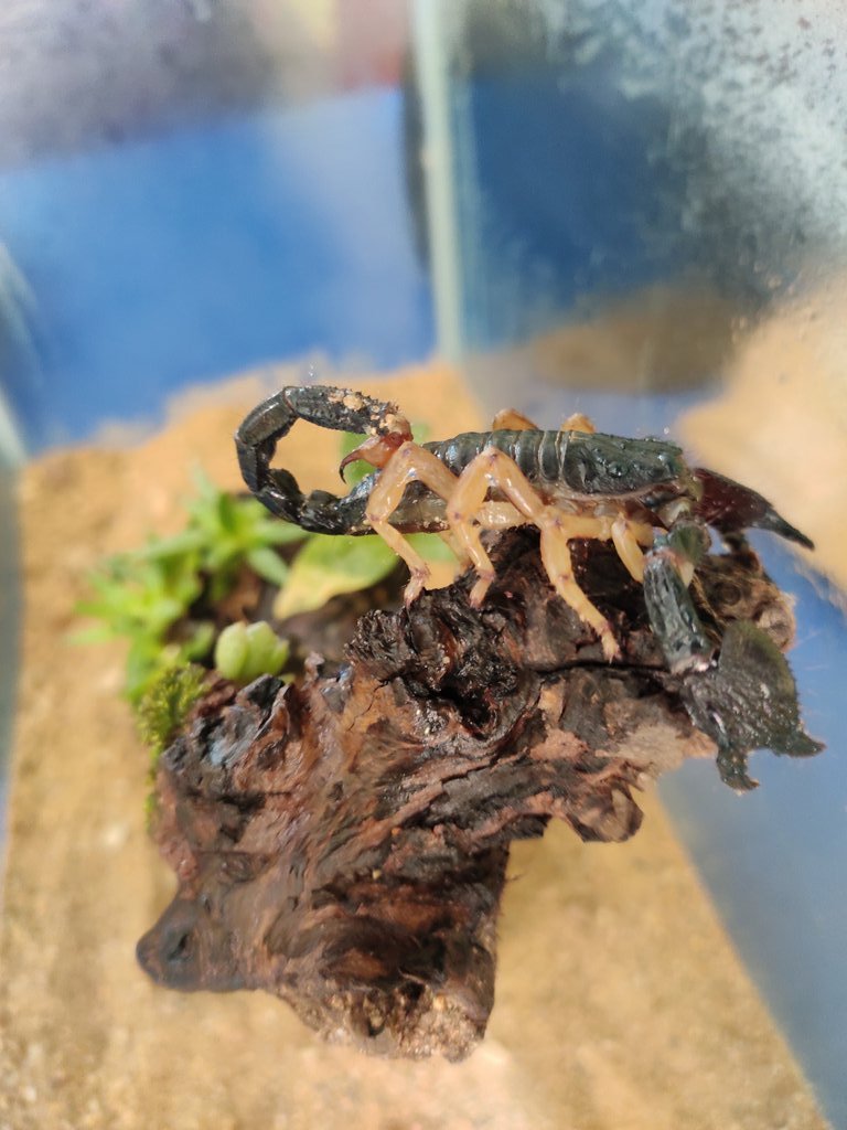 arunrajkumark's tweet image. Love keeping exotic creatures as #pet

My new addition 
#emperorscorpion in planted aquarium.