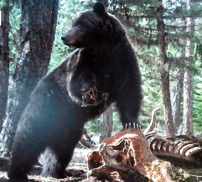 Following a year of research and expert interviews from around the world, we collected compelling evidence that this was due to conibear traps (for catching marten) getting stuck on bears' feet. The other photos we have are too graphic to show..