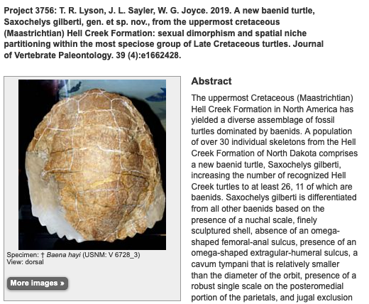 MorphoBank's tweet photo. A new baenid #turtle 🐢, Saxochelys gilberti, gen. et sp. nov., from the uppermost cretaceous (Maastrichtian) Hell Creek Formation - matrix integrated at #MorphoBank
https://t.co/I5FZW0WoKS
@DenverMuseumNS @Yale @unifr @DiggingDinos
#evolution #morphology #phylogenetics https://t.co/Im0rTLcuVC