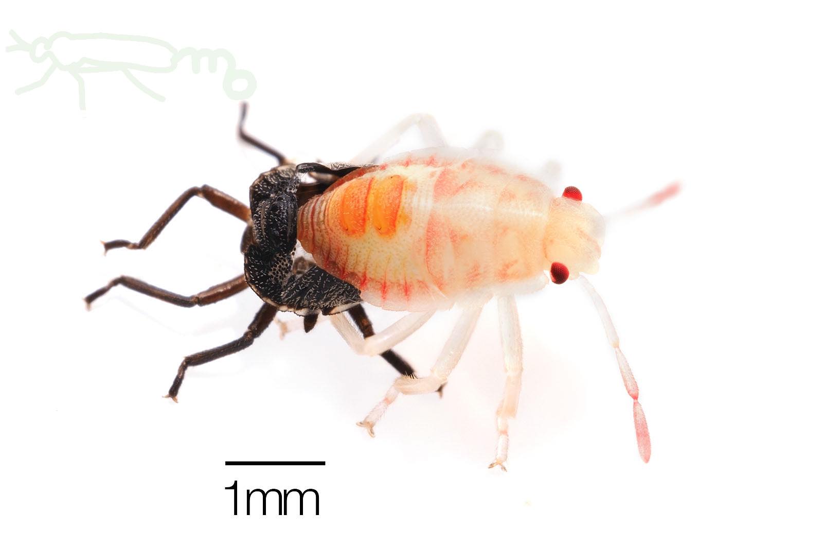 Mouuuusa 小さなカメムシの幼虫が脱皮してる 出てきた透明な幼虫はあっという間に色が濃くなる T Co Dha6ooy0gd Twitter