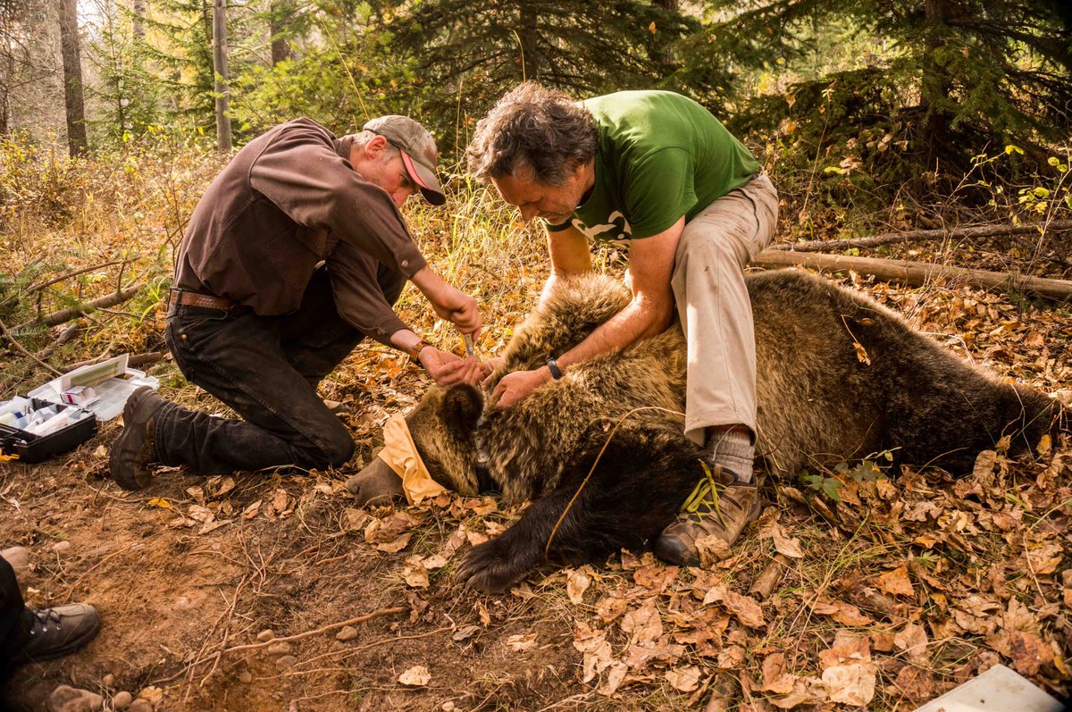 Pleased to be working with a great team ( @FES_BC  @HCTFBC  @TeckResources  @TranBC  @_BCCOS and many others) to learn about the challenges and successes in carnivore coexistence. The above evidence-to-action pipeline supports the people and carnivores coexisting in shared landscapes.