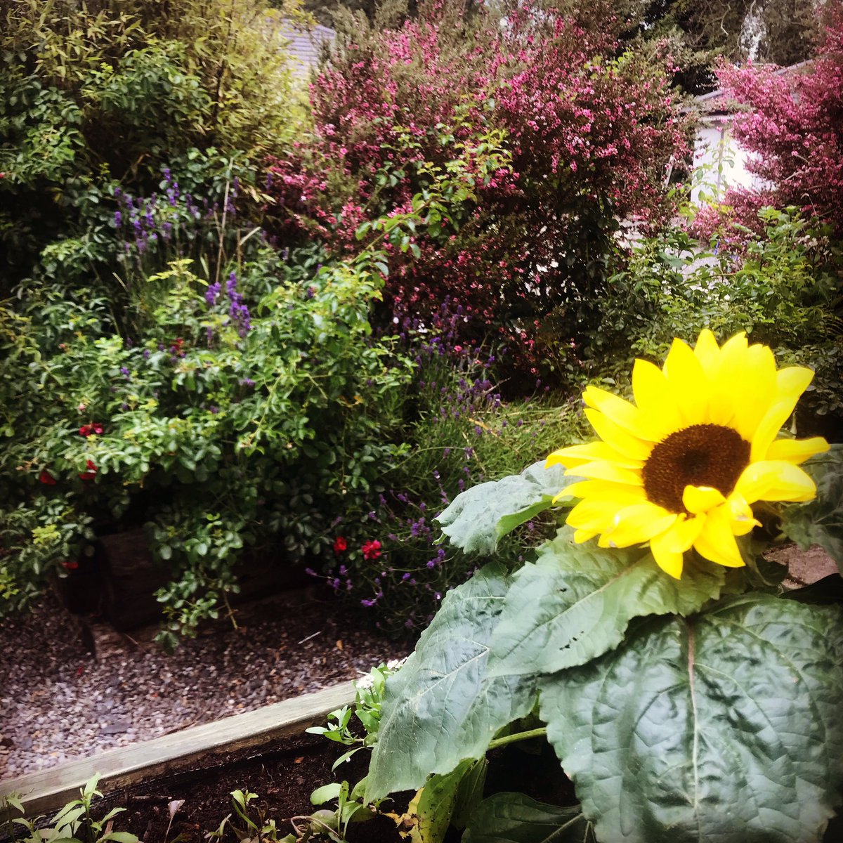 🌻🌻🌻Sunflowers in full bloom around the courtyard 🌻🌻🌻