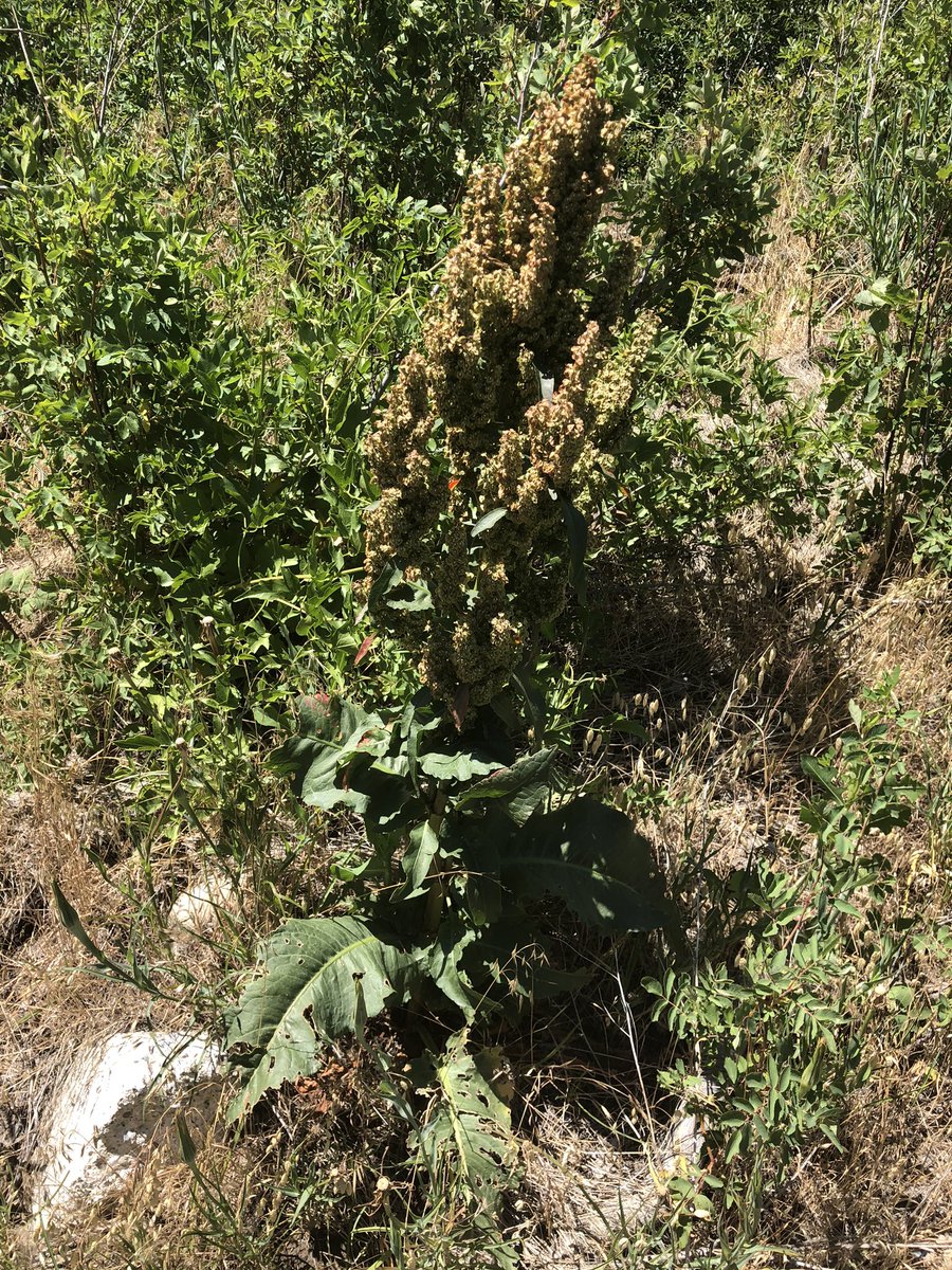 Anti-Colonial Skillshare:Make gluten-free flour from curly dock seeds!You might have noticed these tall brown-topped spikey “weeds” with huge clusters of seeds growing in your area.Making flour from them is easier than you may think.