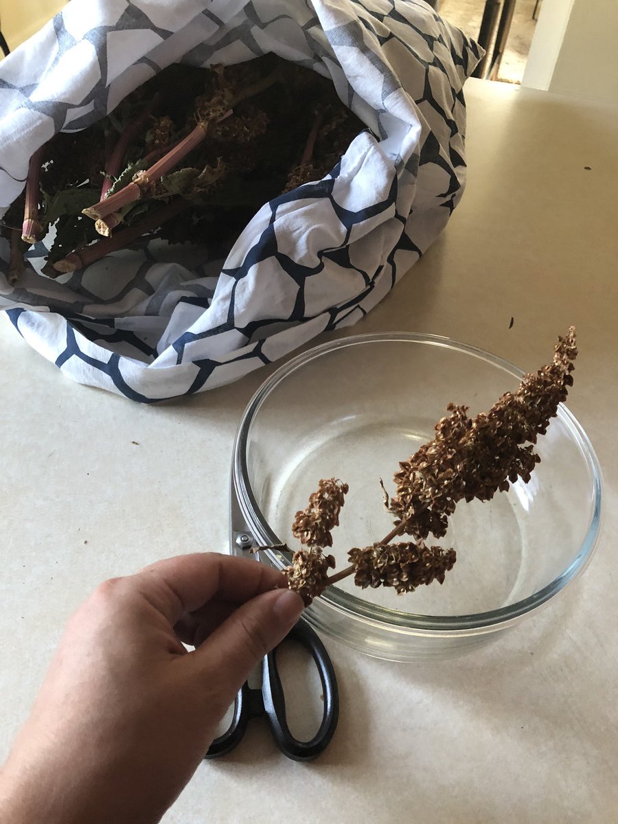 Remove the seeds and seed pods from the stalks. They come off better when they’re dry, so if they don’t come off easily, let them sun-dry for another day or so.You can eat the seed pods (chaff?) so don’t bother winnowing the seeds. Just drink water since there’s a lot of fiber!