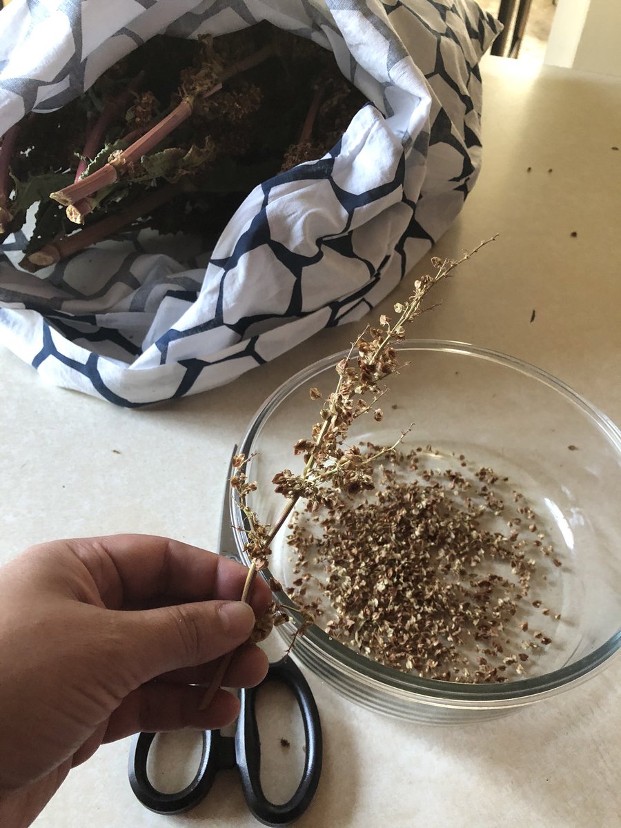 Remove the seeds and seed pods from the stalks. They come off better when they’re dry, so if they don’t come off easily, let them sun-dry for another day or so.You can eat the seed pods (chaff?) so don’t bother winnowing the seeds. Just drink water since there’s a lot of fiber!