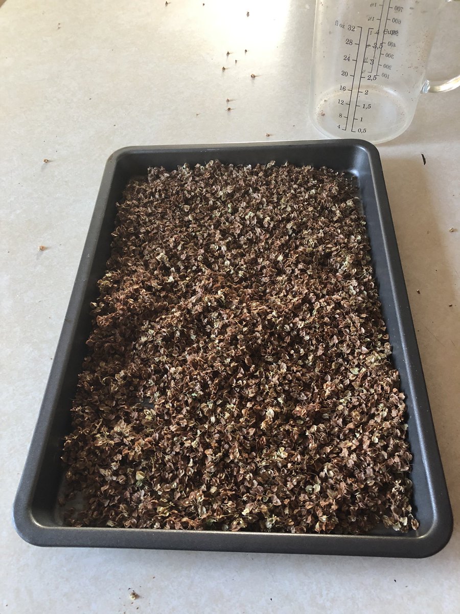 Once you have a bowl of seeds, you need to roast them a little to make sure they are absolutely dry.I spread them on a pan and put them in a 350 F oven for 10 minutes, making sure to stir them up midway. It smells sweet and floral while roasting. Careful not to burn them!