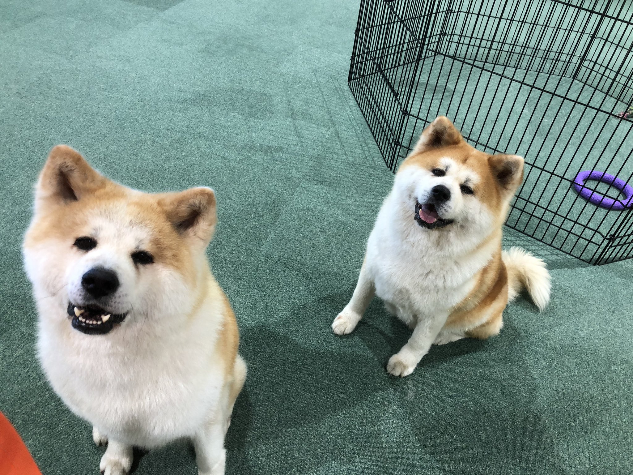 秋田犬ふれあい隊 秋田犬の里 本日7月3日 金 午後の 13 15 16 45 赤毛の女の子 綺羅 きら ちゃん 夢羅 ゆら ちゃん 親子が お出迎え中です 秋田犬の里 きょうの秋田犬 T Co Nqgcrvo9ly Twitter
