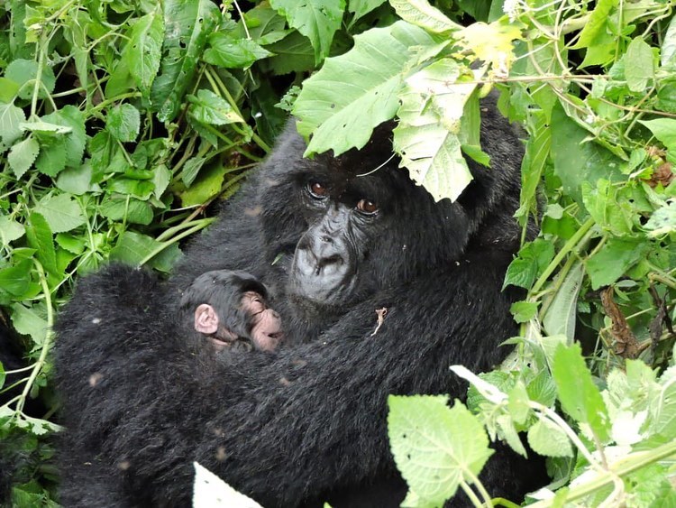 TalentAhereza's tweet photo. On Sunday, Baraka group 🦍 had a new baby! Baraka is an especially protective Dad 👨. #gorillaz #gorillatracking #virunganationalpark 🇨🇩 
📷 Andrea Buguma https://t.co/wDb306IZrp