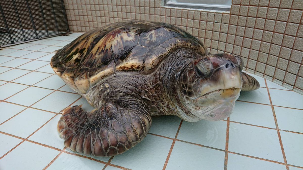 下田海中水族館 水がぁ ない ご安心下さい 水を抜いて カメ池のお掃除です カメは肺呼吸ですので お掃除の間水が無くても大丈夫です アカウミガメ アオウミガメ 下田 海 産卵 上陸 下田海中水族館 水族館 コツメカワウソ 動物 動画