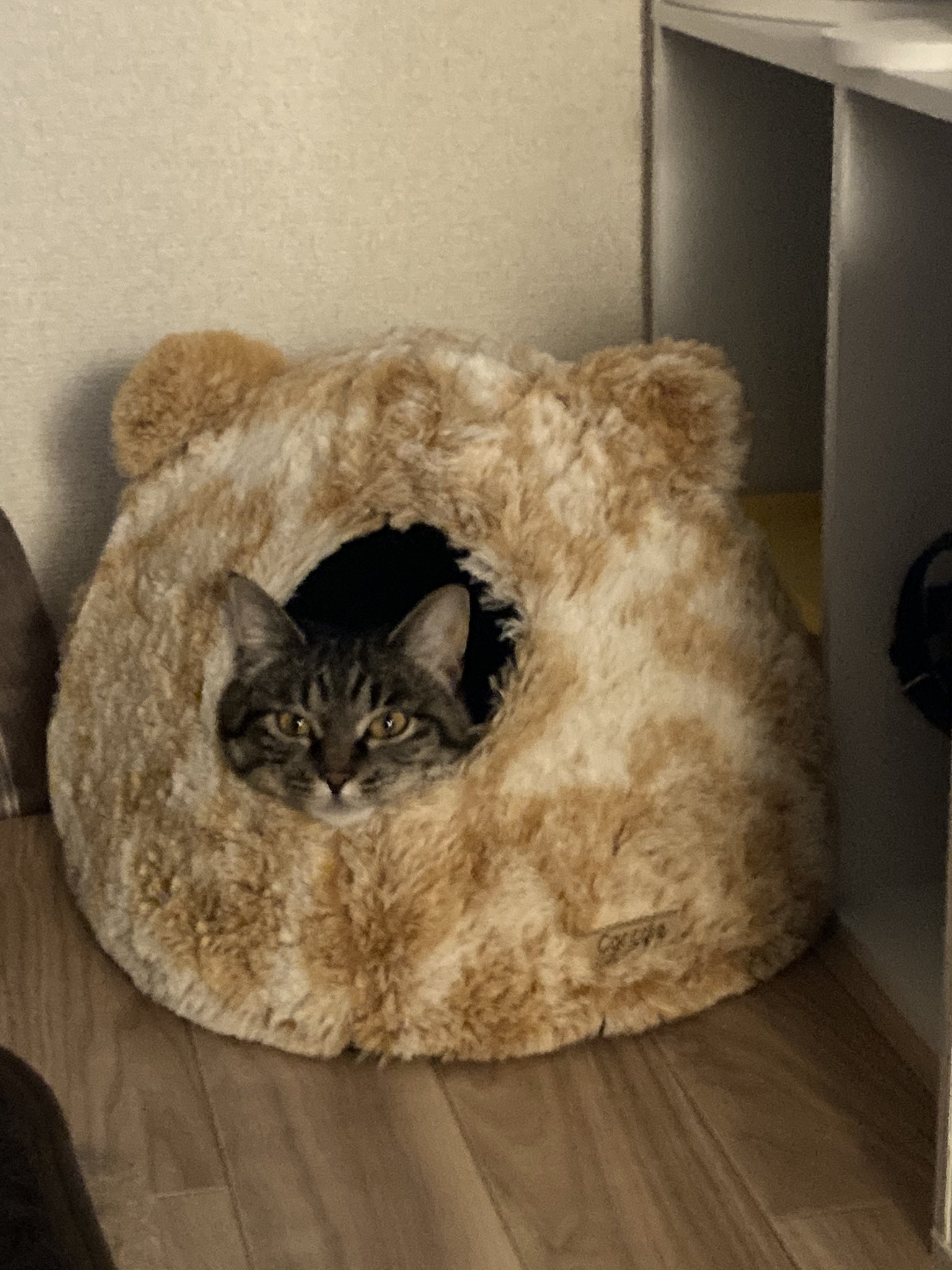 猫おもしろ Twitter Search Twitter