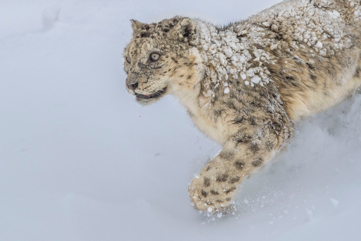 Meet the  #greyghost of the  #Himalayas, the elusive and mysterious  #SnowLeopard, locally known as  #Shen - our subject for this week’s  #WildAboutFacts series.We’d love to see your Snow Leopard  #images! Join in and share them with us here. Dr Rittwick Barman