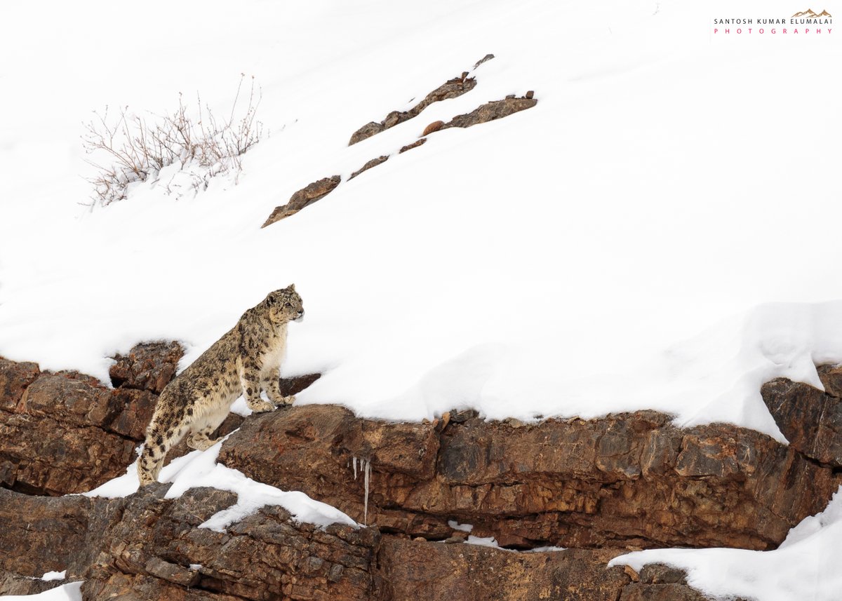 The  #SnowLeopard (Panthera uncia) is an  #enigmatic species to study. Its high  #altitude home, marked by precipitous terrain and hostile temperatures, makes it especially challenging to learn more about this  #endangered  #feline. Santosh Kumar