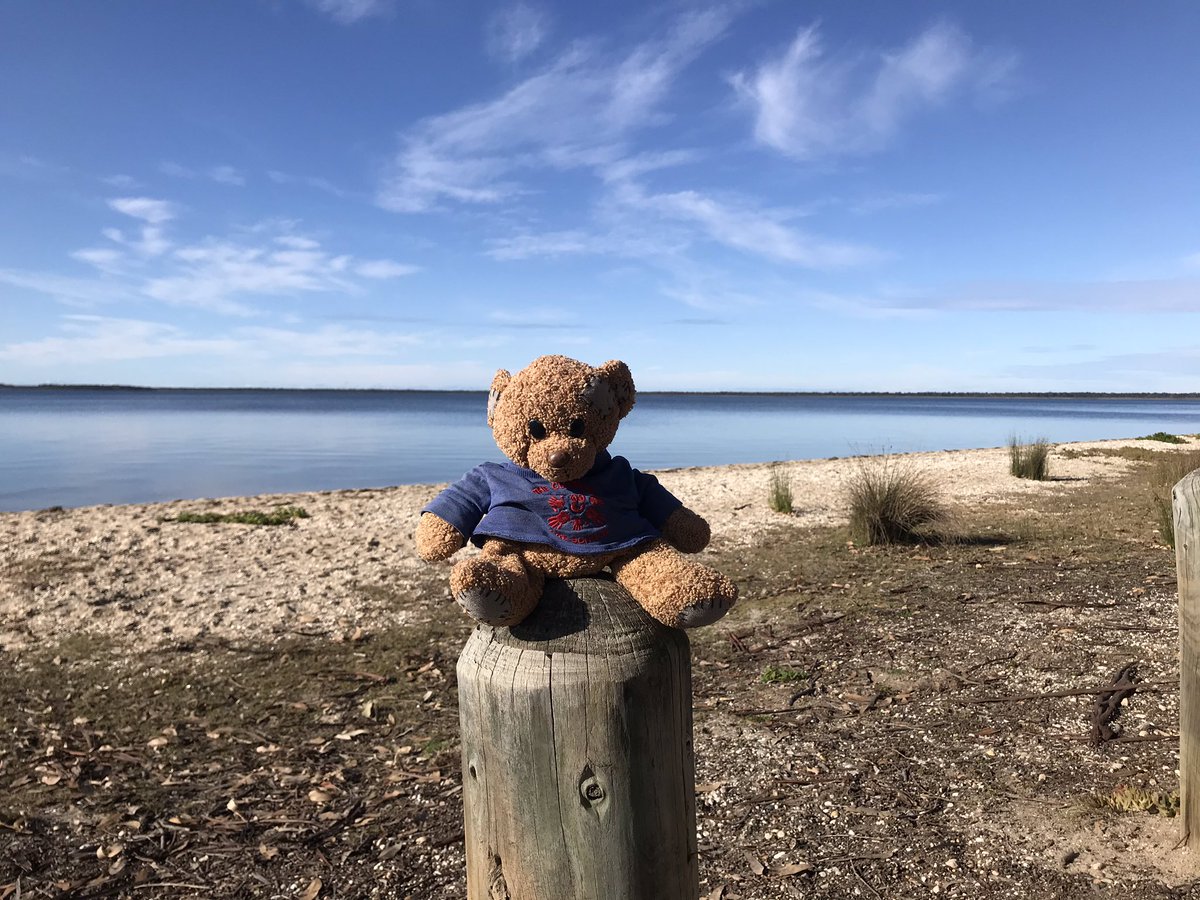 @communitypresch Travelling Ted is enjoying a few days away from Melbourne for the winter school holidays. He has been spotting koalas on #RaymondIsland
#paynesville #koalas #travellingteddownunder https://t.co/ror0f2jWku