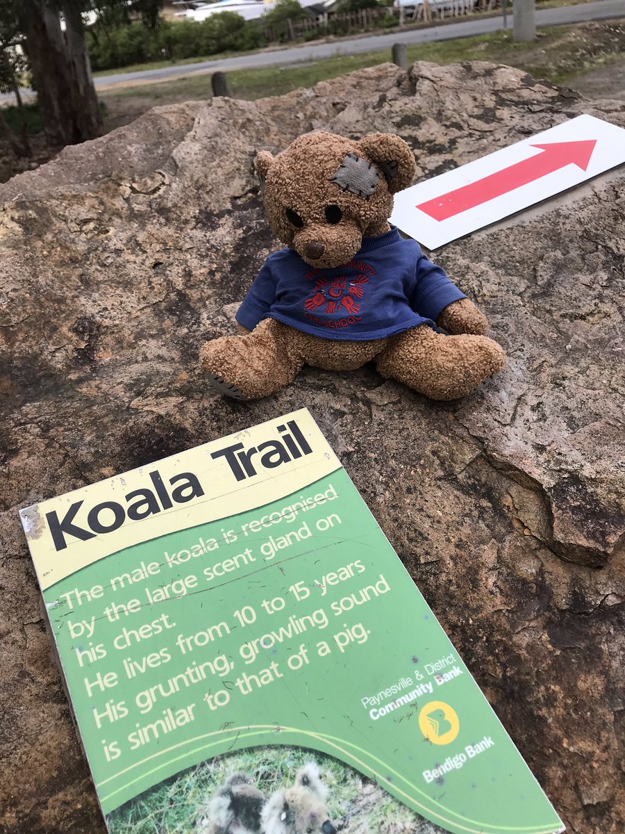 RennisonKate's tweet photo. @communitypresch Travelling Ted is enjoying a few days away from Melbourne for the winter school holidays. He has been spotting koalas on #RaymondIsland 
#paynesville #koalas #travellingteddownunder https://t.co/ror0f2jWku