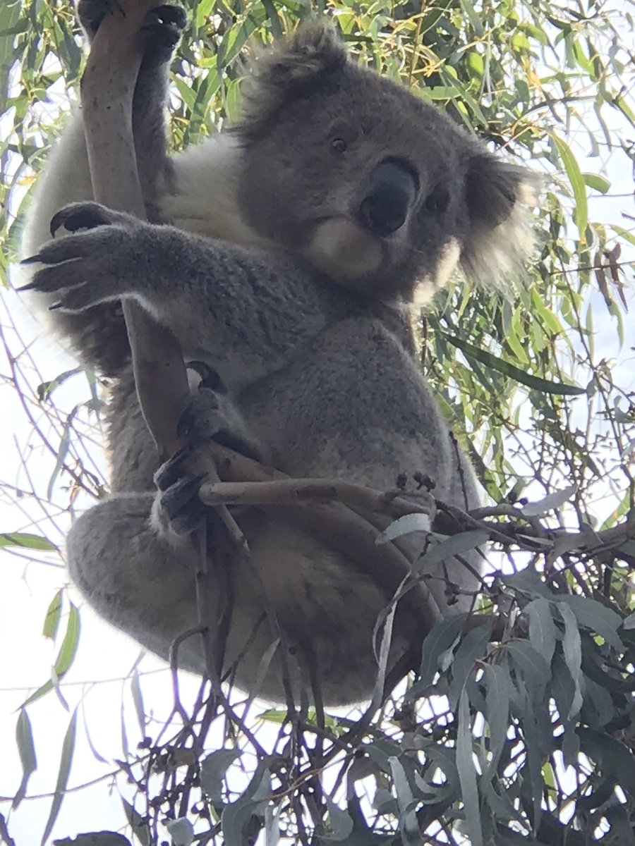 RennisonKate's tweet photo. @communitypresch Travelling Ted is enjoying a few days away from Melbourne for the winter school holidays. He has been spotting koalas on #RaymondIsland 
#paynesville #koalas #travellingteddownunder https://t.co/ror0f2jWku