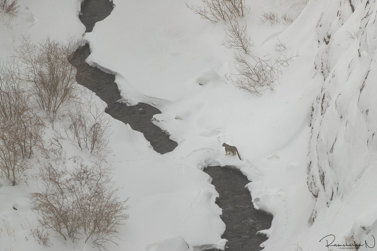 Globally, the  #SnowLeopard population is estimated to be between 3,920 - 6,390 individuals. The uncertainty is mainly due to knowledge gaps from large and rather inaccessible areas across the species’  #range.Ramshesha N