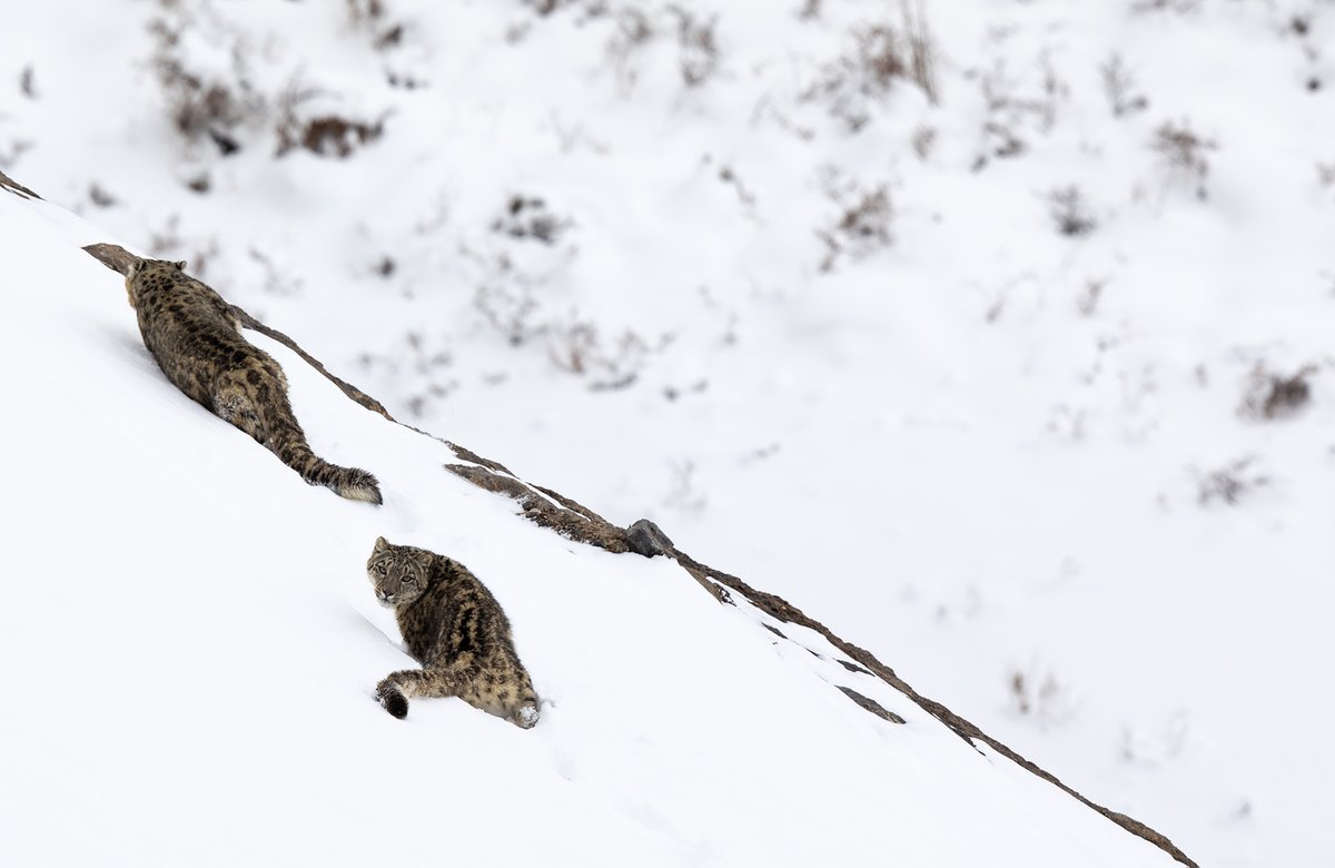  #SnowLeopards are well-adapted to survive in high altitudes. Their  #fur consists of long hair and the presence of a dense underfur provides them with all the protection they need from  #freezing temperatures. Indranil Basu Mallick