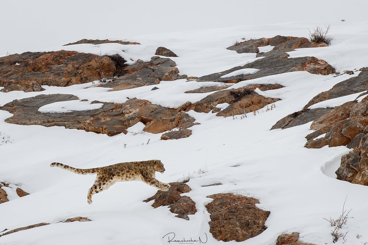 Did you know that  #SnowLeopards can jump up to 15 meters? Especially when they spot their prey! They mainly prey on  #BlueSheep and  #MountainIbex, but are also known to  #hunt smaller  #animals and  #livestock.Ramshesha N