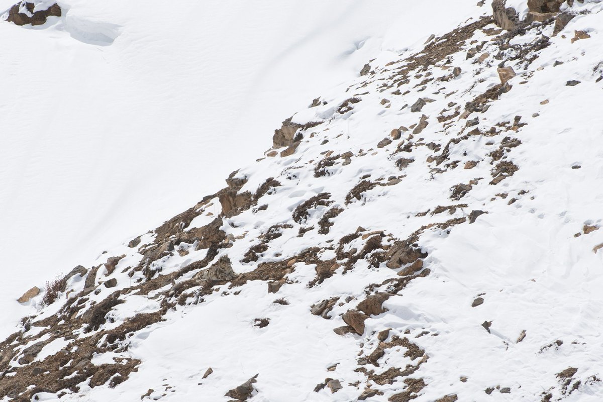 Can you spot the  #GreyGhost in this landscape?Their spotted grey fur provides them with the ideal  #camouflage and  #SnowLeopards can hide in plain sight.   @shreeram