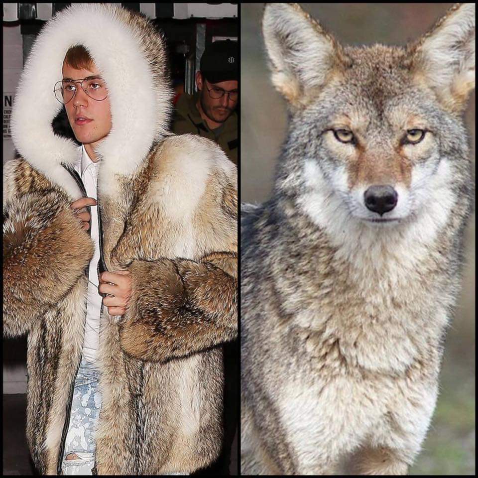 It takes 15-20 coyotes 2 be trapped & bludgeoned 2 death 2 make 1 monstrosity of a coat 4 Just❗n Be❗ber. Shame on U!

Using an animal's skin of any kind 4 fashion is cruel & unnecessary. The only place an animal skin should be on is the animal that was born with it.

#FurIsDead