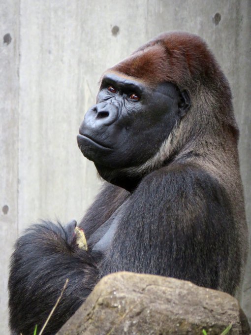 ニシゴリラのいる動物園は 飼育展示動物園とニシゴリラ情報まとめ アリエスコム Ariescom