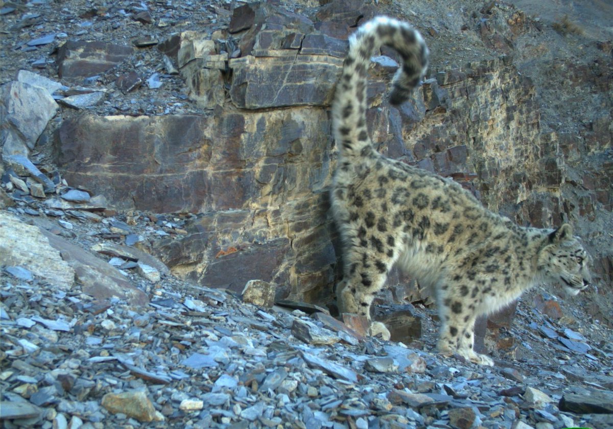 Several  #organisations like the  @snowleopards and the  @gslep_program are working to  #protect the  #SnowLeopards and increase  #awareness about the threats they are facing.  @KhanyariMunib