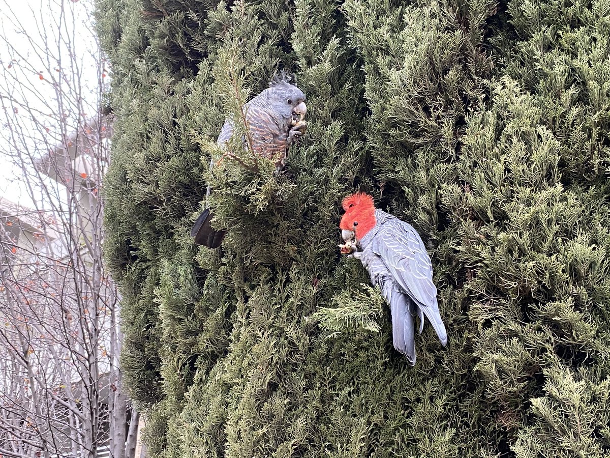 Several #HungryParrots species like feeding on Cypress fruits, including these Gang-gang Cockatoos in Canberra (where else!). 

Does anyone know which species of Cypress this might be? 

📷: David Cunningham via inaturalist.org/observations/5…
