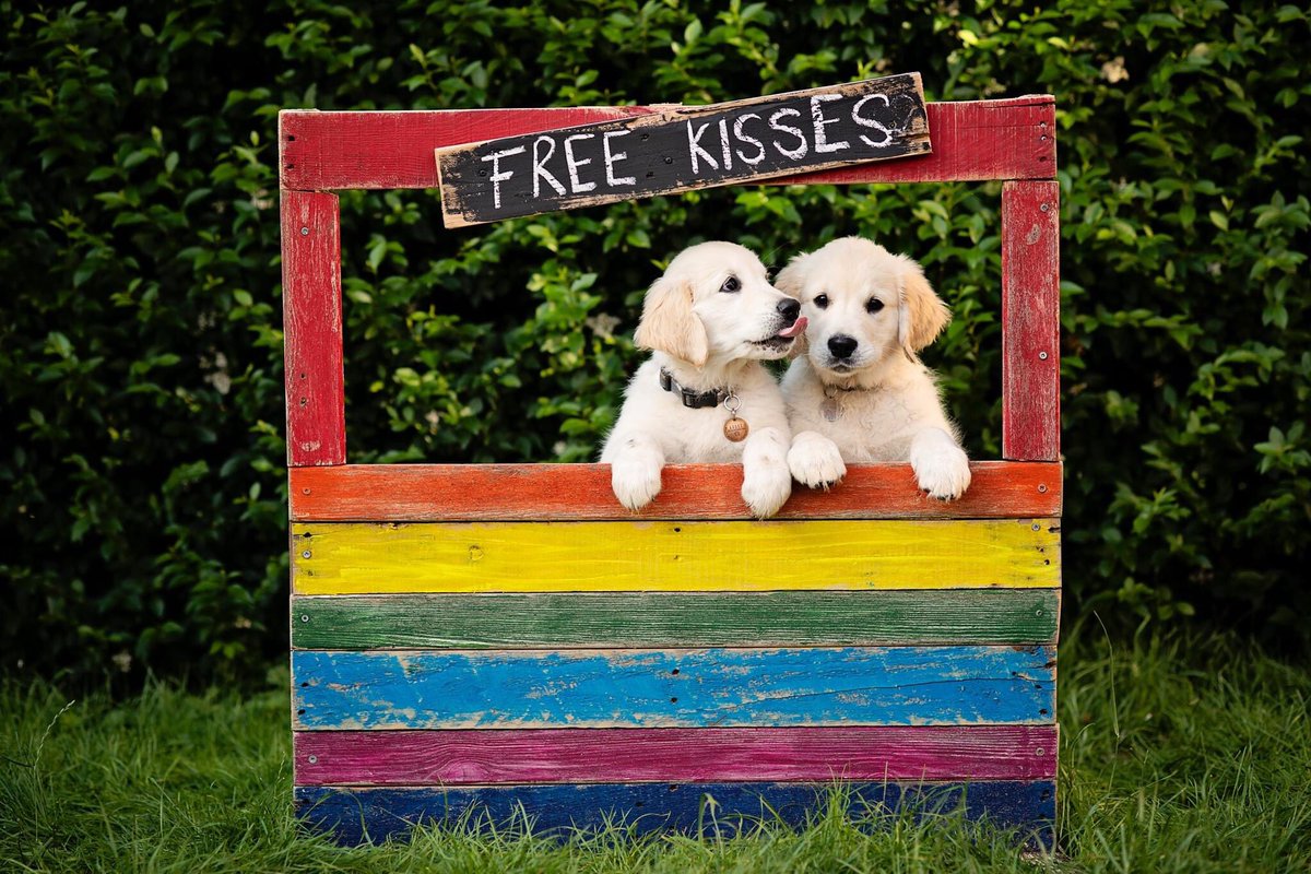ailsabeephoto's tweet photo. CUTENESS ALERT!

Form an orderly queue... brothers Walter and Goose are handing out free kisses! https://t.co/gyMCxTPP09