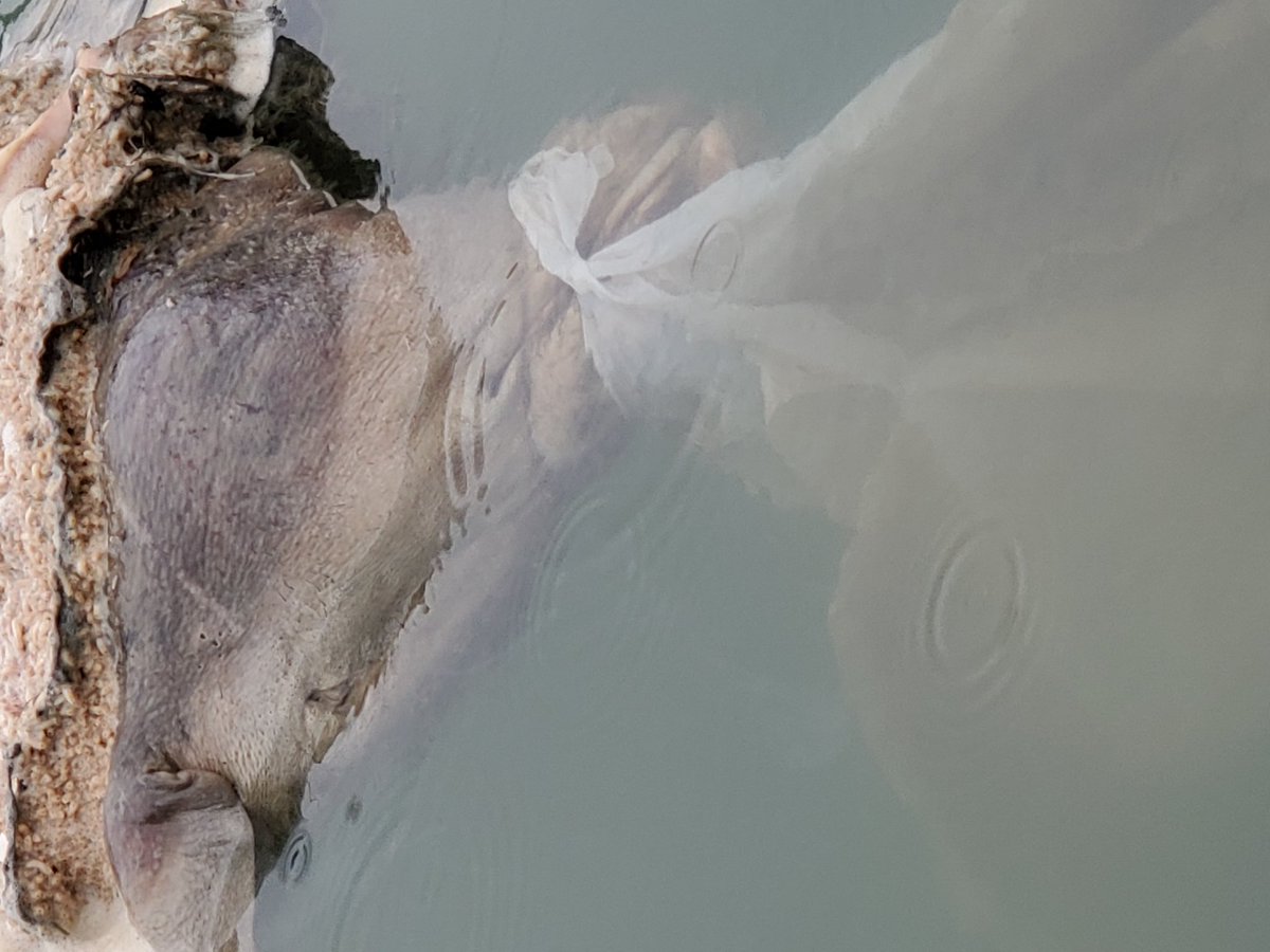 パンダ 相模湖の謎 豚の死骸 かなりの大きさ が湖面に浮いており 表面には何万匹のウジ 臭い強烈 本日の相模湖は色々な生き物に出逢えたが ブラックバスには会えず 坊主確定 ブラックバス 相模湖 釣り好きさんと繋がりたい T