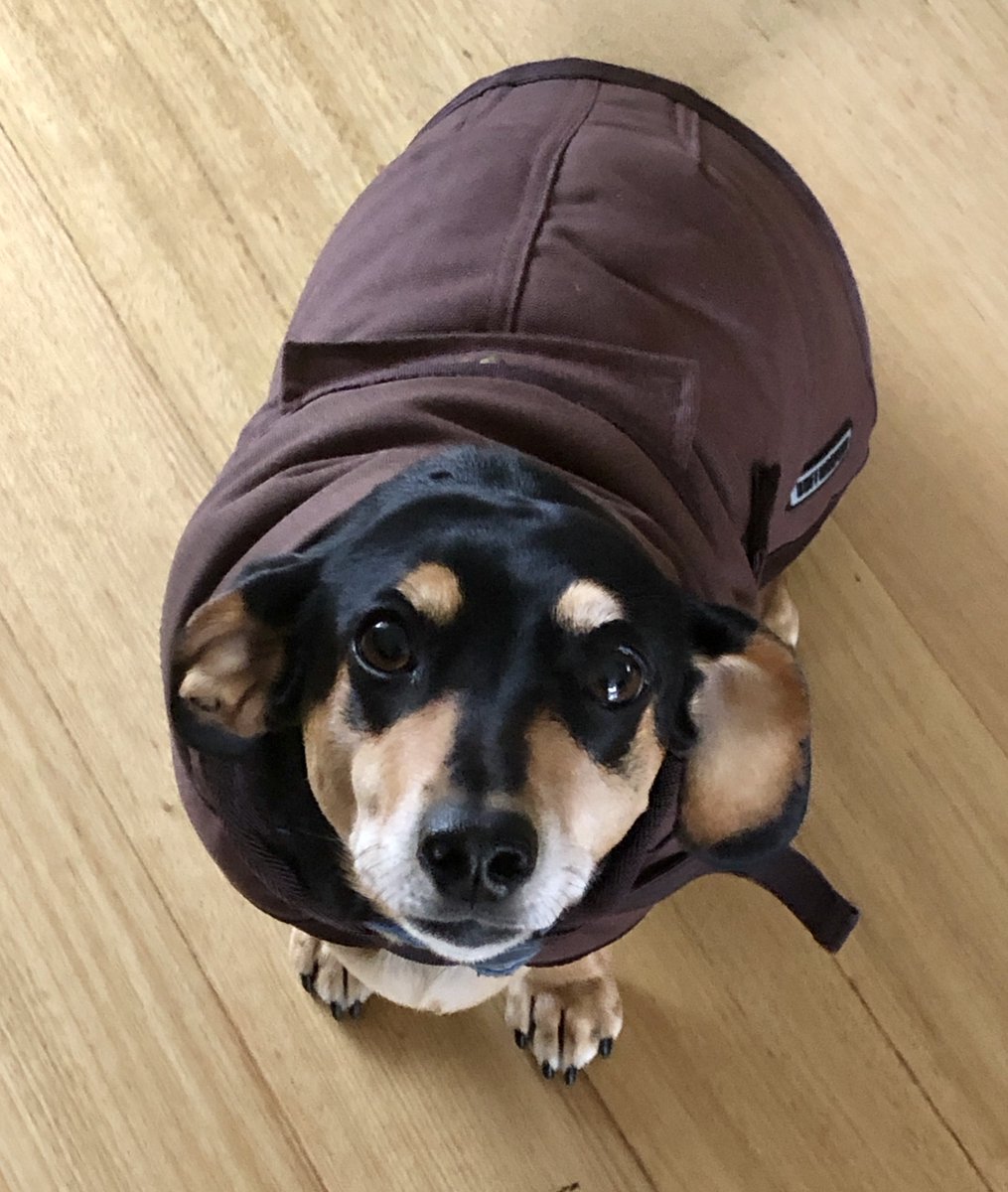 AjKenny20's tweet photo. #Bendigo is so damn cold #JunoandLuna have needed to don new oilskins for #LTUWFH. Luna now wants to give up on #Academia and become a drover. Of course, Juno is asleep in hers #JunoandLuna #dachshund #petsofLaTrobe #petsatlatrobe @latrobe
@LaTrobeRHS #VVMarshman https://t.co/wolmrhNl7q