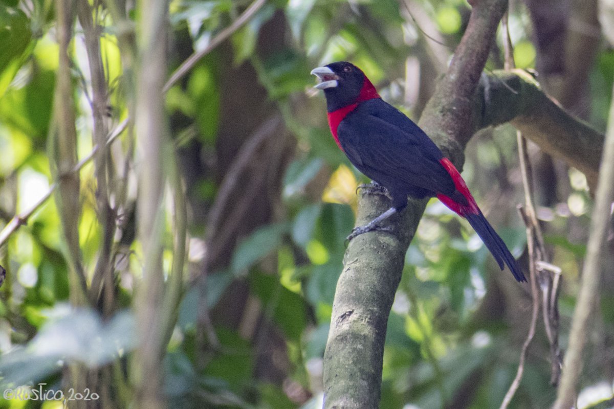 agroecologo's tweet image. Tangara Rojinegra "Ramphocelus sanguinolentus"...