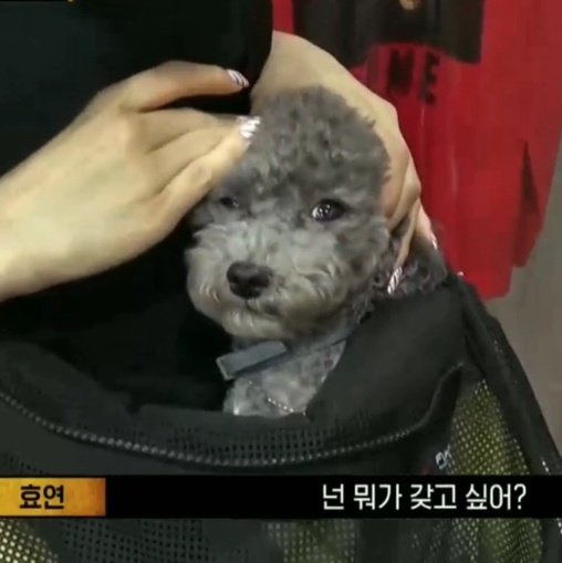 GG__Archive's tweet photo. 애기....ㅠㅜㅠㅜㅜ https://t.co/ZL33mMPWvH