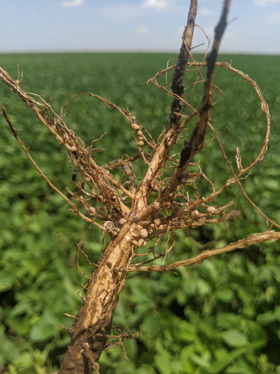 JR_Doney's tweet photo. A lot going on in Southwest Kansas fields today. Beetles are hatching, corn is close to tassel, &amp; soybeans are setting nodules. Even caught a little rain on the way home. @ChannelSeed 4420R2X/SR soybeans. #Grow20 #Scout20 https://t.co/ZsZ6RpO7q6