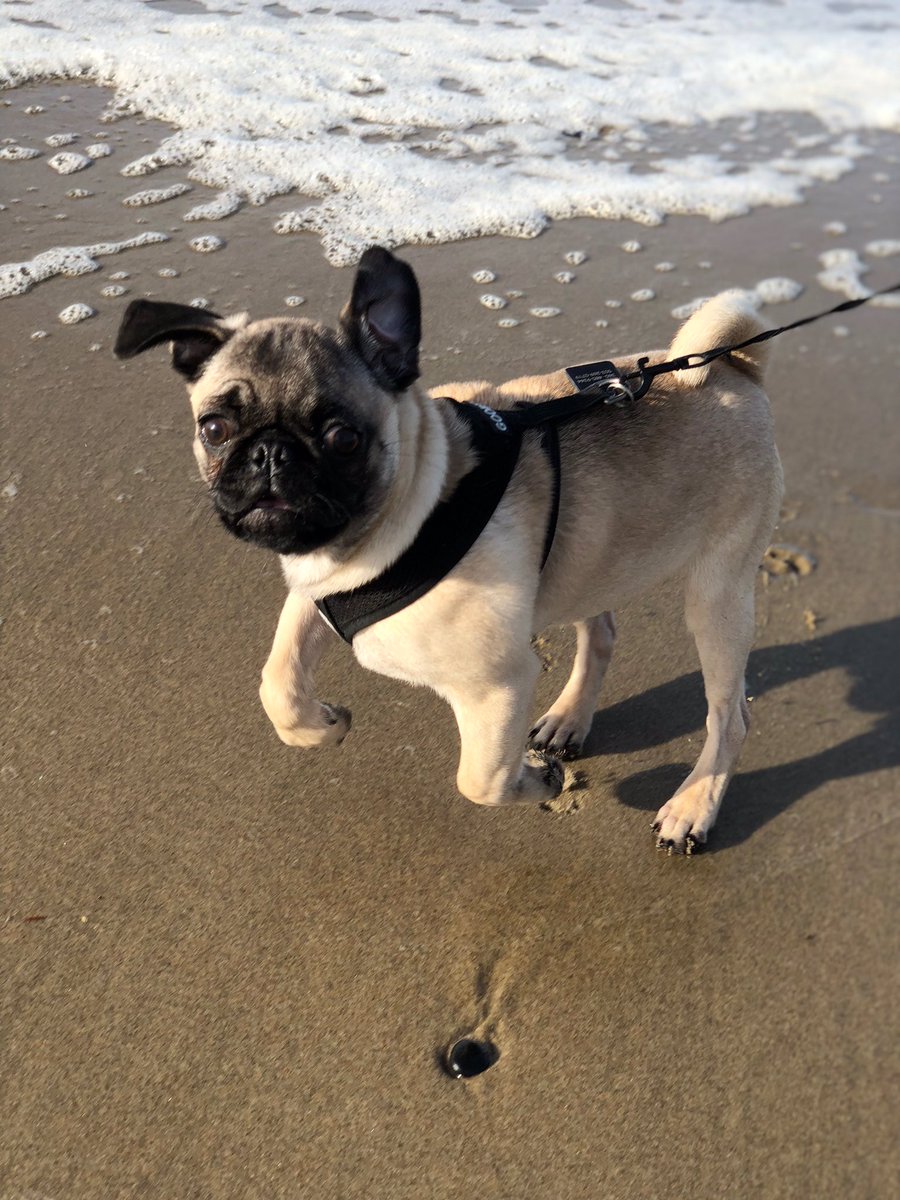 BulldozerthePug's tweet photo. #ThrowbackThursday #tbt #pugpuppy #pug #beachpug I love you! https://t.co/0FHEOs4J9P