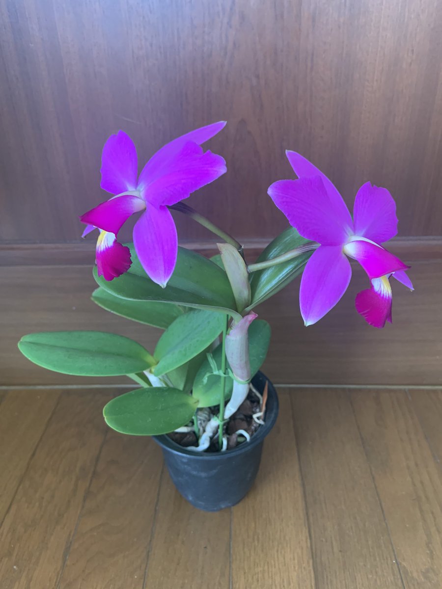 ま Cattleya Violacea開花しました 水苔植えで購入し バークに植え替えて1年で開花してくれた ビニールハウス栽培ては陽も温度も 湿度もとれて咲いてくれたのでしょう Orchid 蘭 ま Cattleya Violacea開花しました 水苔植えで購入し バークに植え替えて1年で開花してくれた ビニールハウス栽培ては陽も温度も 湿度もとれて咲いてくれたのでしょう Orchid 蘭