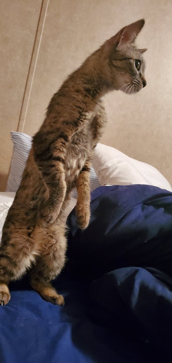 DADDy__SENPAi's tweet photo. Here's twitch not to be confused with @Twitch because like shes cuter for sure https://t.co/BjTHJTyP9O