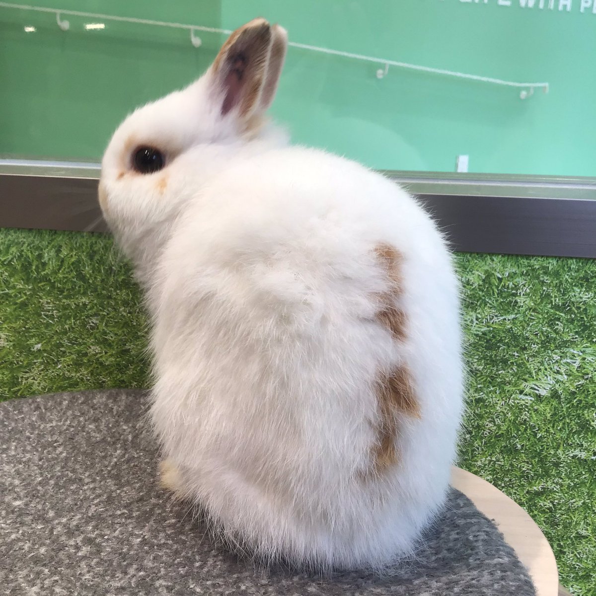 うさぎのしっぽ南町田グランベリーパーク店 ニューフェイスのブロークンオレンジくん 見返り美兎 背中のオレンジがポイントです うさぎ うさぎのしっぽ 南町田グランベリーパーク ネザーランドドワーフ ブロークンオレンジ ニューフェイス うさぎのしっぽ南町田グランベリーパーク店 ニューフェイスのブロークンオレンジくん 見返り美兎 背中のオレンジがポイントです うさぎ うさぎのしっぽ 南町田グランベリーパーク ネザーランドドワーフ ブロークンオレンジ ニューフェイス