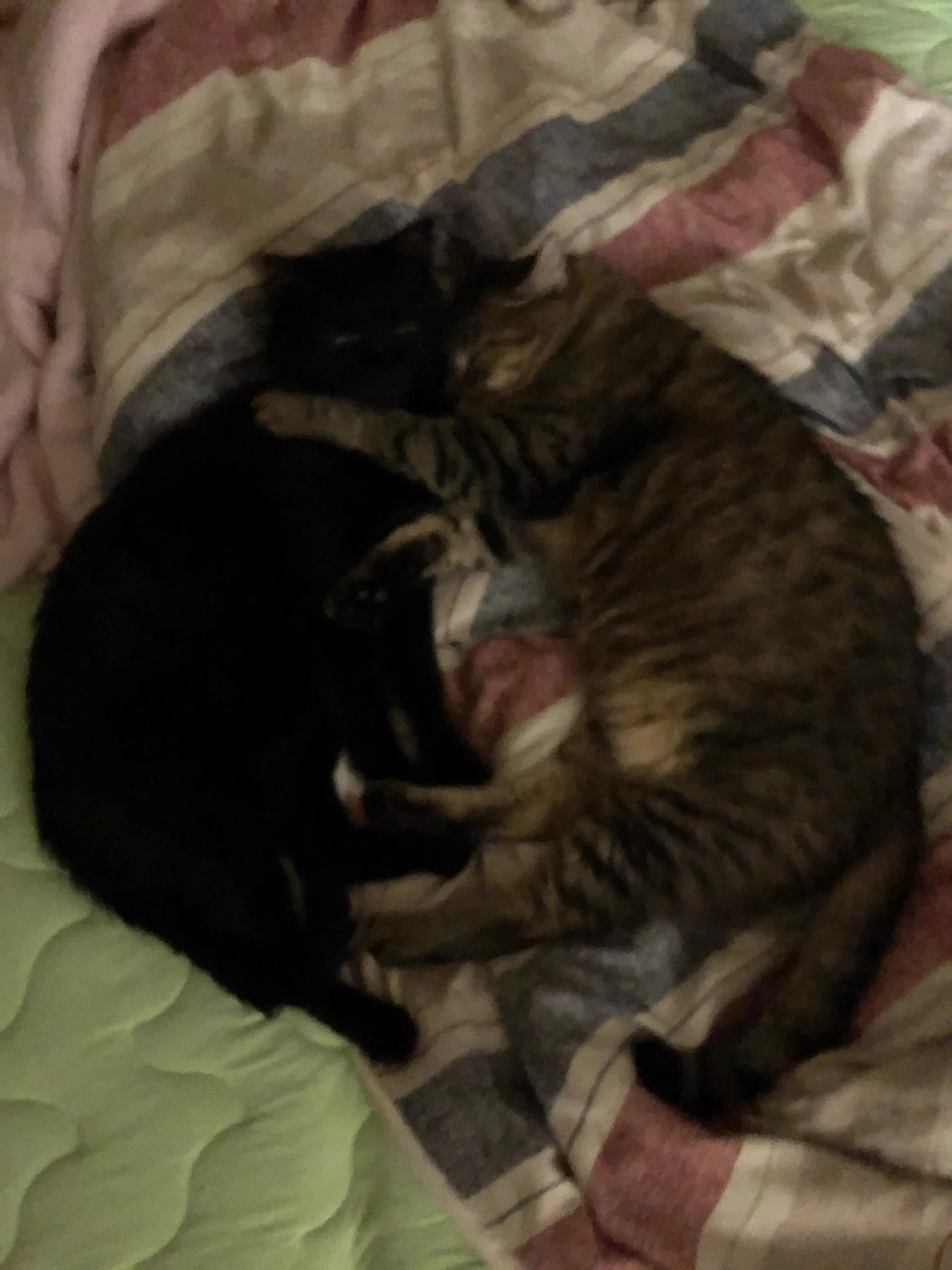 @NACHA305 うちの猫ズとそっくり。 