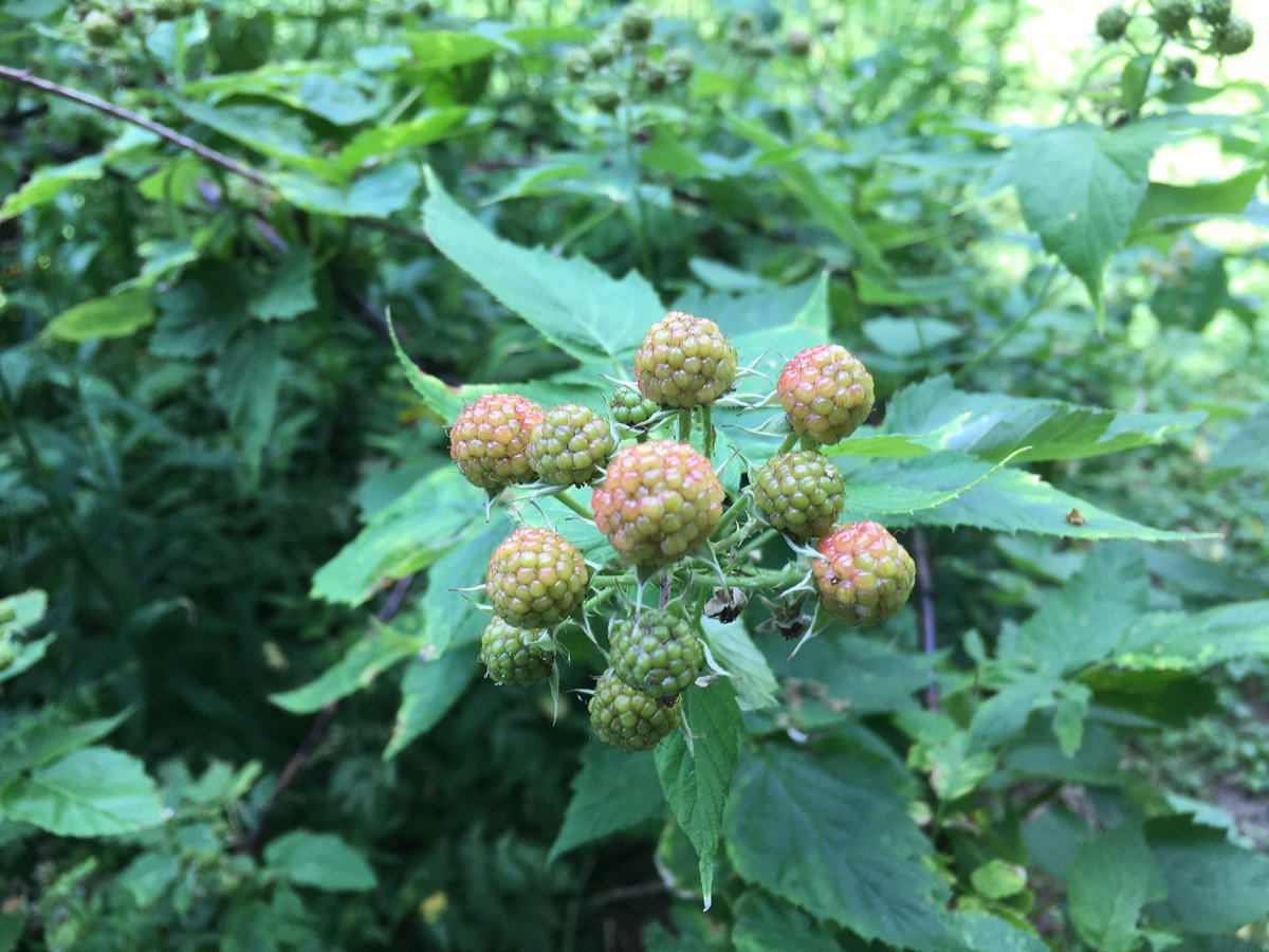 nicholas_rich's tweet photo. Almost time...
#blackraspberries https://t.co/LeZuYC8HUZ