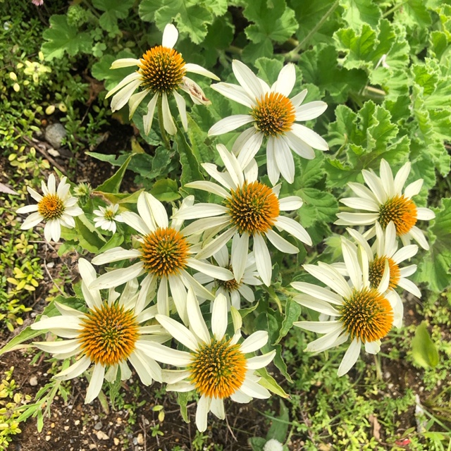 都立汐入公園 エキナセア やっとエキナセアの花が咲き始めました 色はピンク 白でとても鮮やかな色ですが 花言葉 は 優しさ 免疫力が落ちている時にはエキナセアのハーブティーでもいかがですか T Co Tsejfmwj4g Twitter